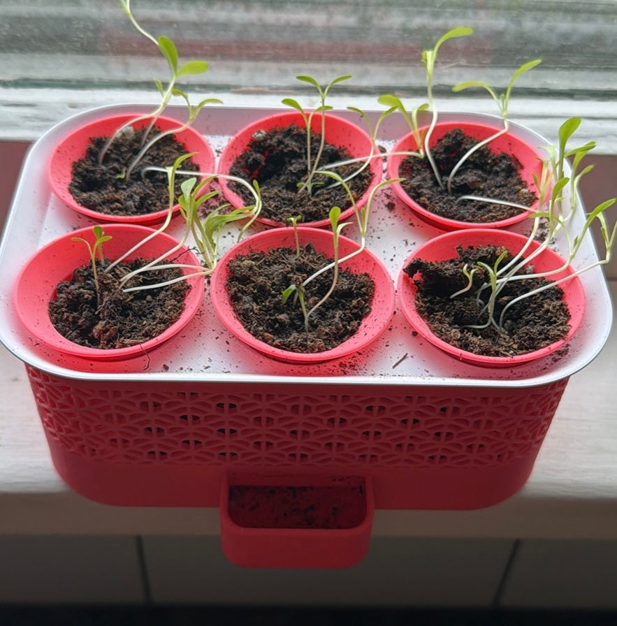 Self-Watering Seed Starter Kit